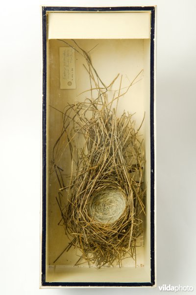 Nest van Rietgors