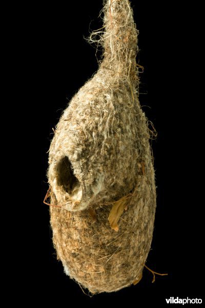 Nest van Buidelmees