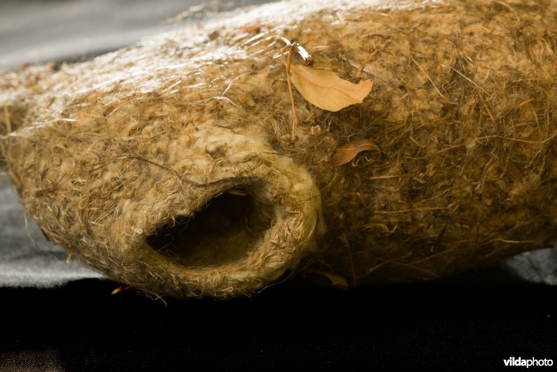 Nest van Buidelmees