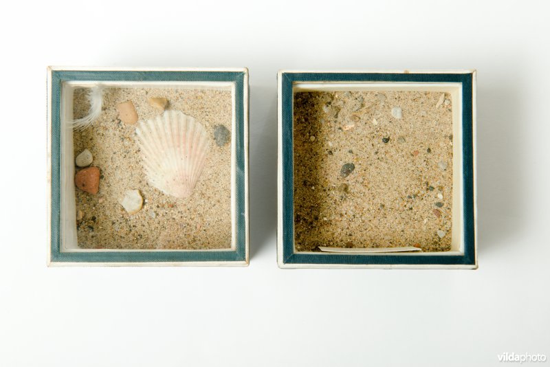 Nestje van dwergstern in een museum