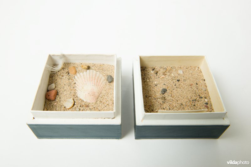 Nestje van dwergstern in een museum