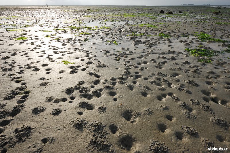 Zeepieren in Zeeland