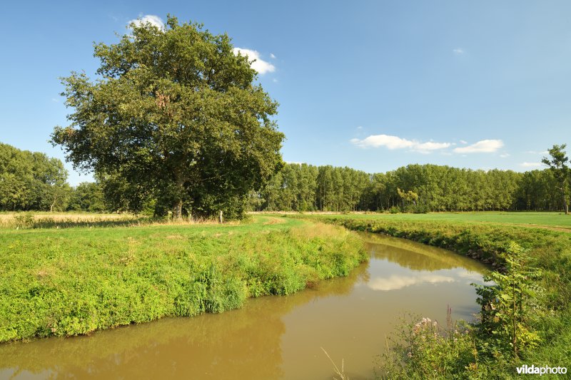 Zomereik aan de Grote Nete