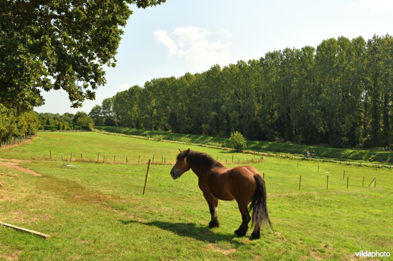 Demervallei: Achter Schoonhoven