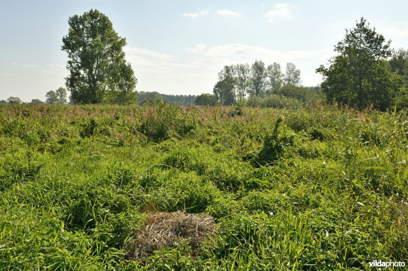 Demervallei: Kloosterbeemden