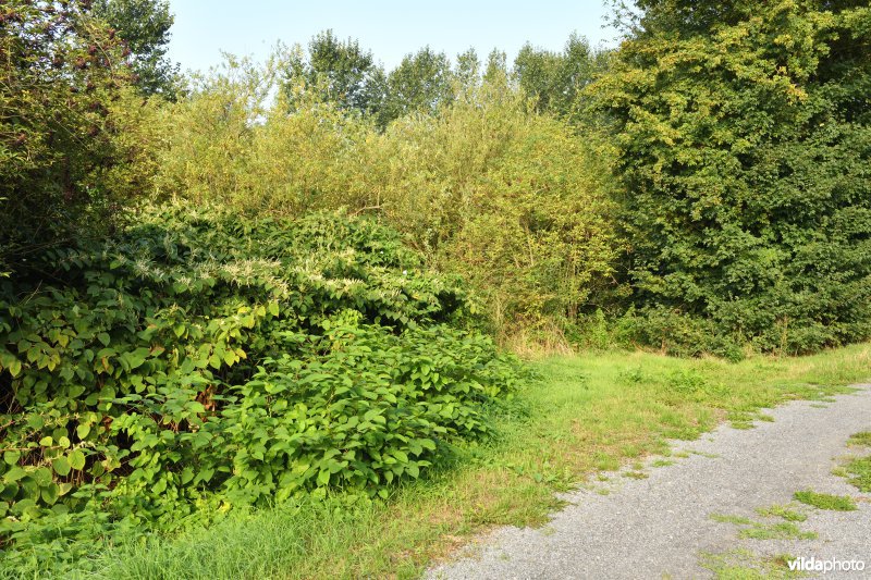 Demer aan de Vinkenberg