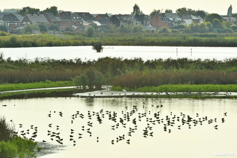 Kivieten in de Paardeweide