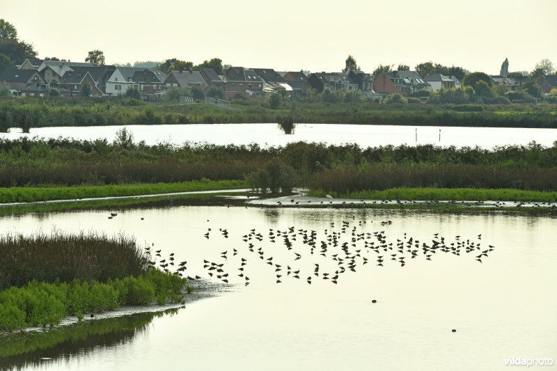 Paardeweide