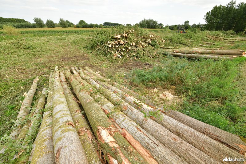 Oude Schelde in de Kalkense meersen