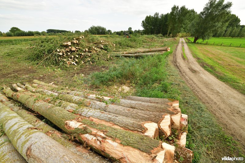 Oude Schelde in de Kalkense meersen