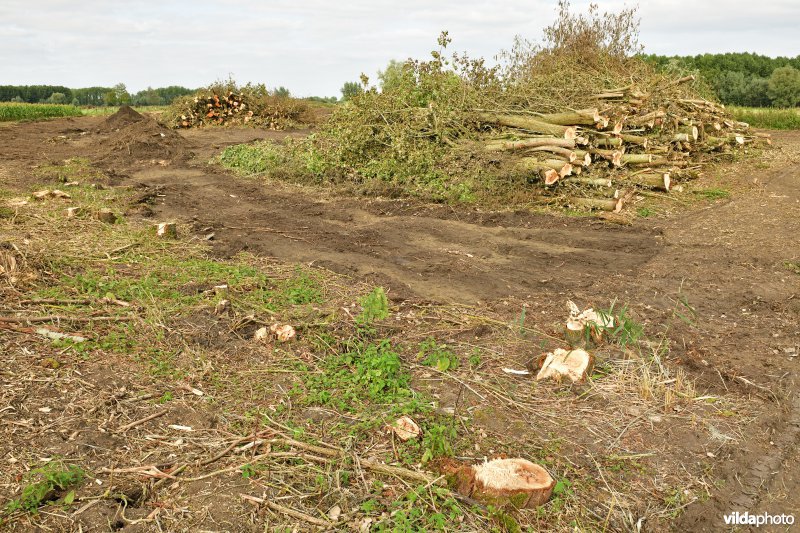 Oude Schelde in de Kalkense meersen