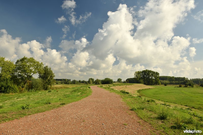 Wijmeers in de Kalkense meersen
