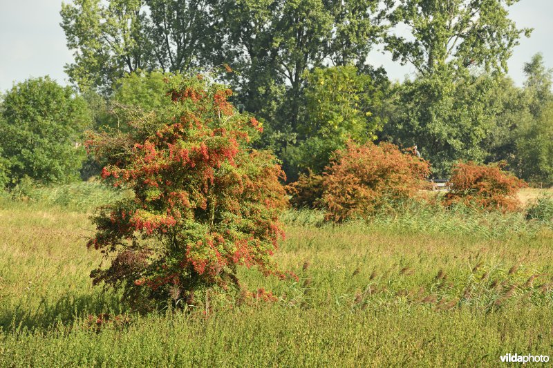 Wijmeers in de Kalkense meersen