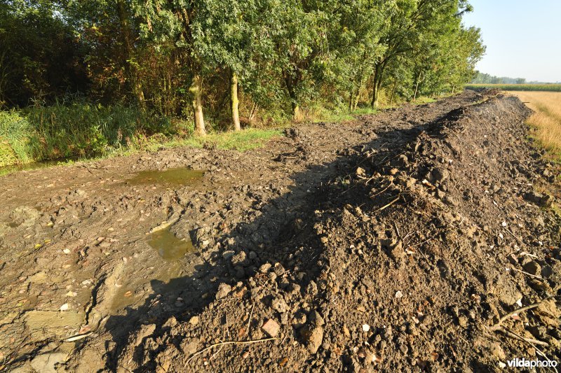 Oude Schelde in de Kalkense meersen