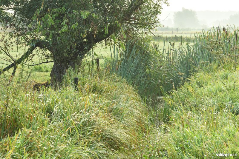 Vingelinkbeekvallei