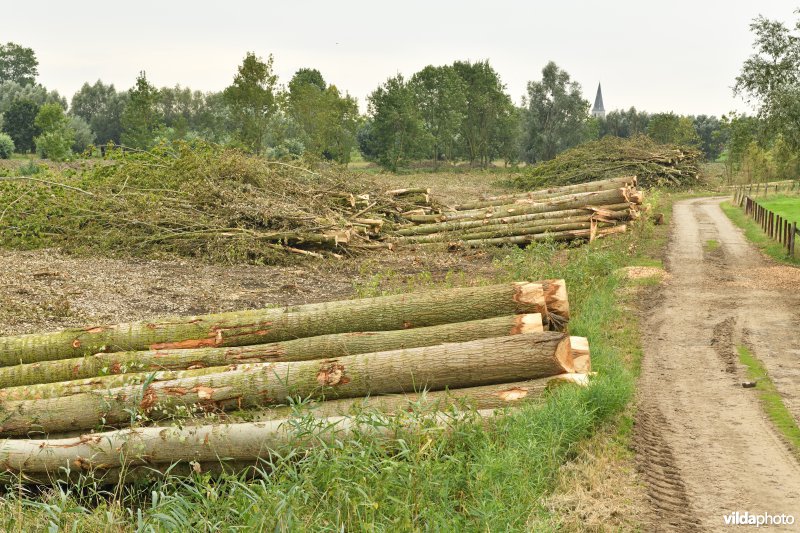 Oude Schelde in de Kalkense meersen