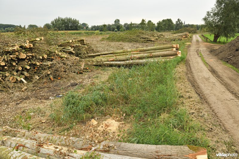 Oude Schelde in de Kalkense meersen