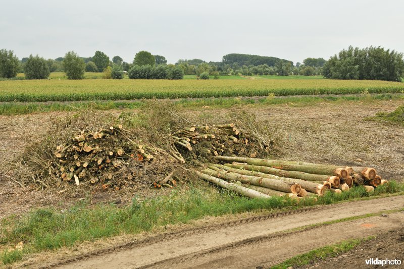 Oude Schelde in de Kalkense meersen