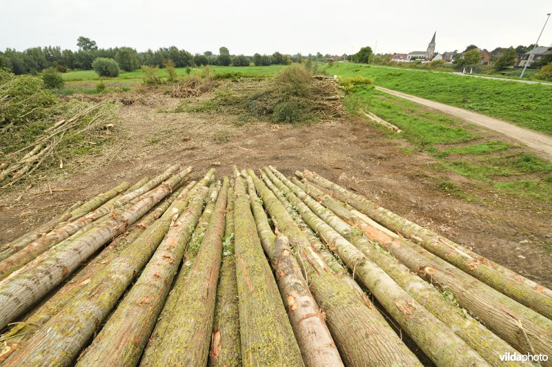 Oude Schelde in de Kalkense meersen