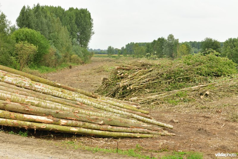 Oude Schelde in de Kalkense meersen