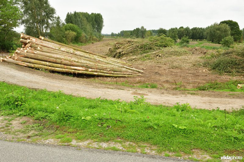 Oude Schelde in de Kalkense meersen