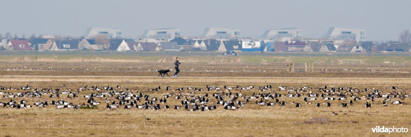 Ganzen in de Eempolder