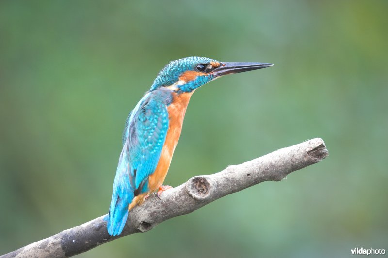 Opgewonden en roepende Ijsvogel