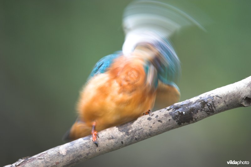 Ijsvogel slaat visje knock-out