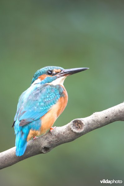 Ijsvogel