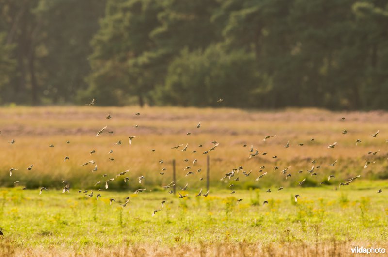 Een groep vinken en kepen
