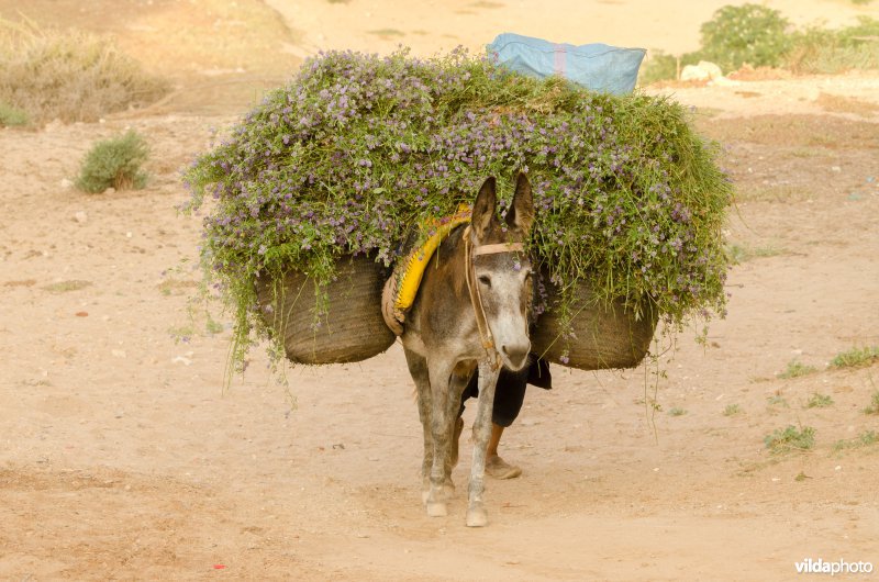 Ezel draagt een vracht luzerne