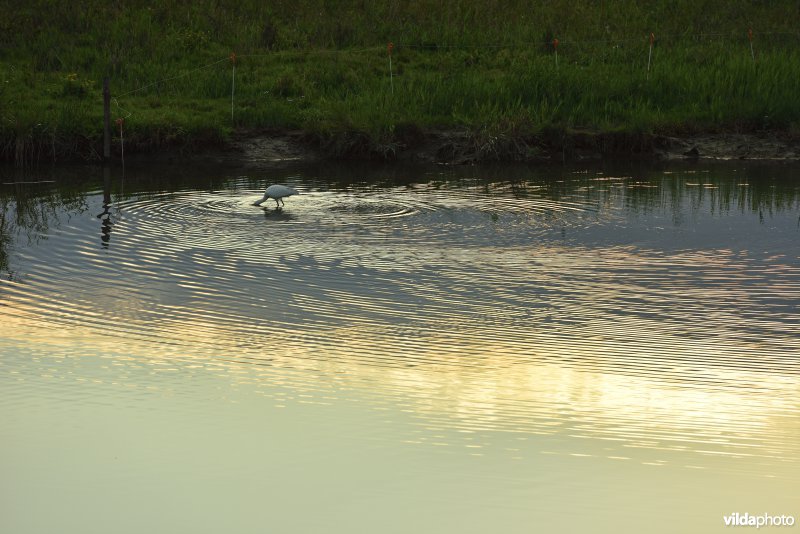 Lepelaar in de KBR polder