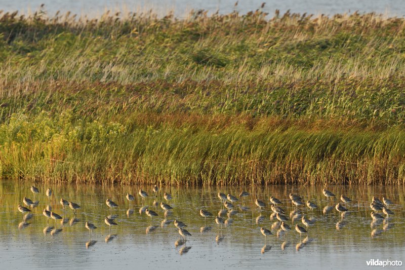 Wulpen op het Paardenschor