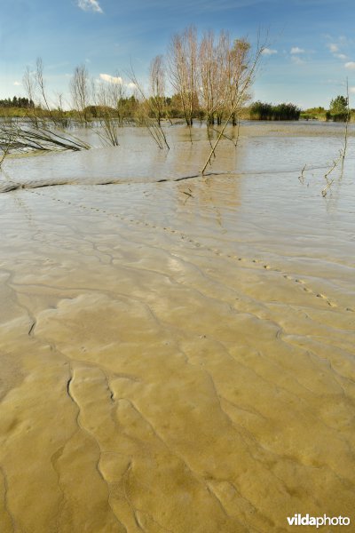 Fasseitpolder