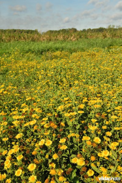 Heelblaadjes in de KBR polder