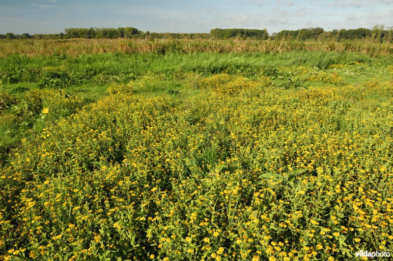 Heelblaadjes in de KBR polder