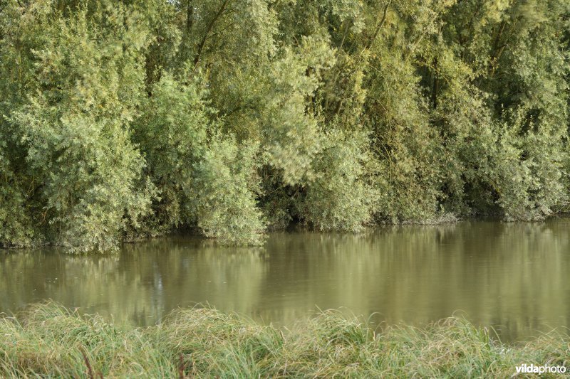 Wijmeers in de Kalkense meersen