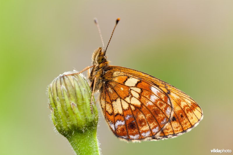 Thors parelmoervlinder