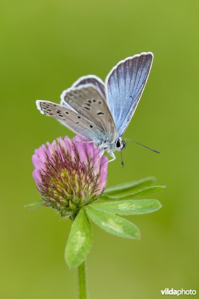 Wikkeblauwtje