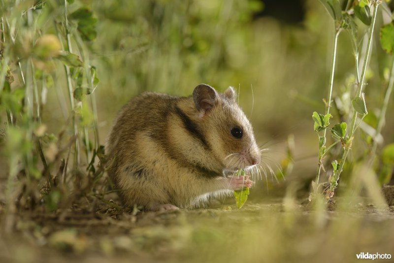 Roemeense hamster