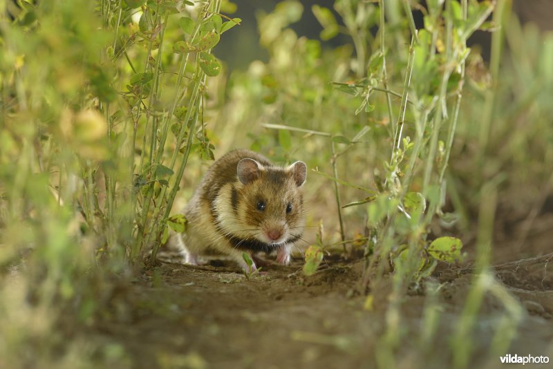 Roemeense hamster