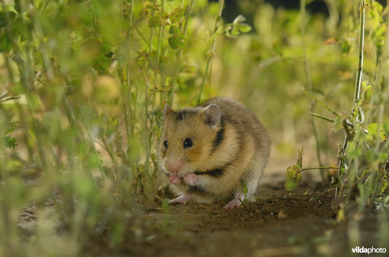 Roemeense hamster