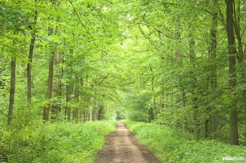 Bosreservaat Bellebargiebos