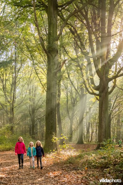 Wandelen in het bos