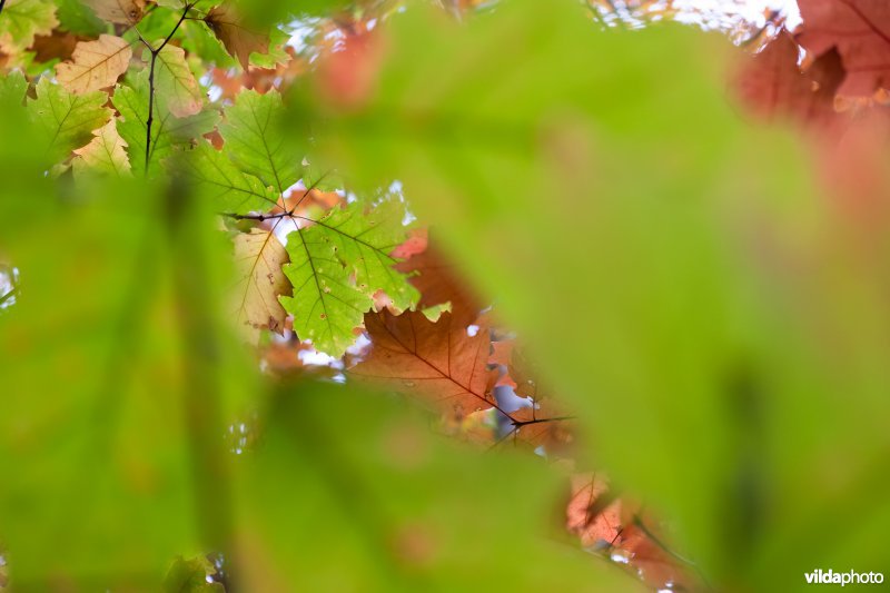 Herfstkleuren van Amerikaanse eik