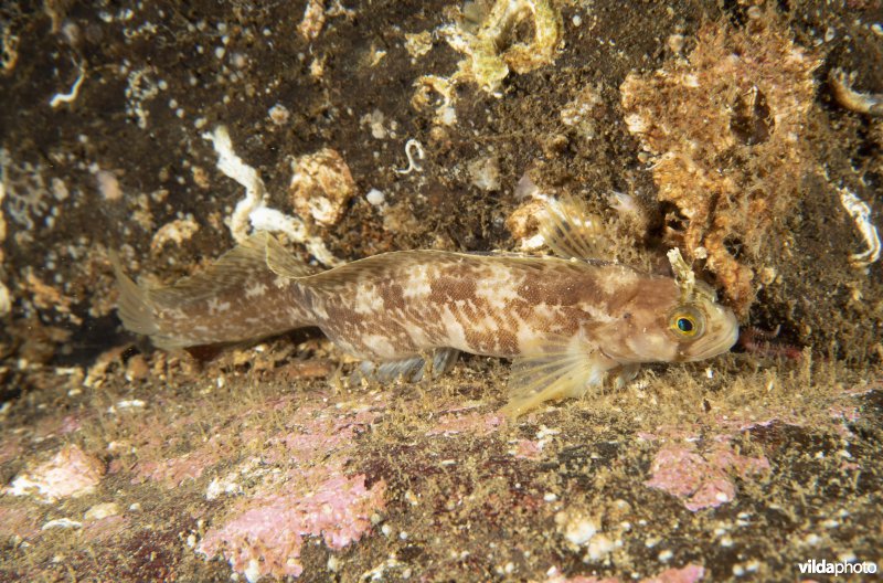 Chirolophis ascanii
