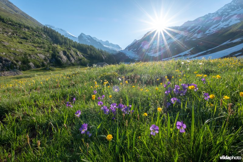 Alpengrasland bij zonsopgang