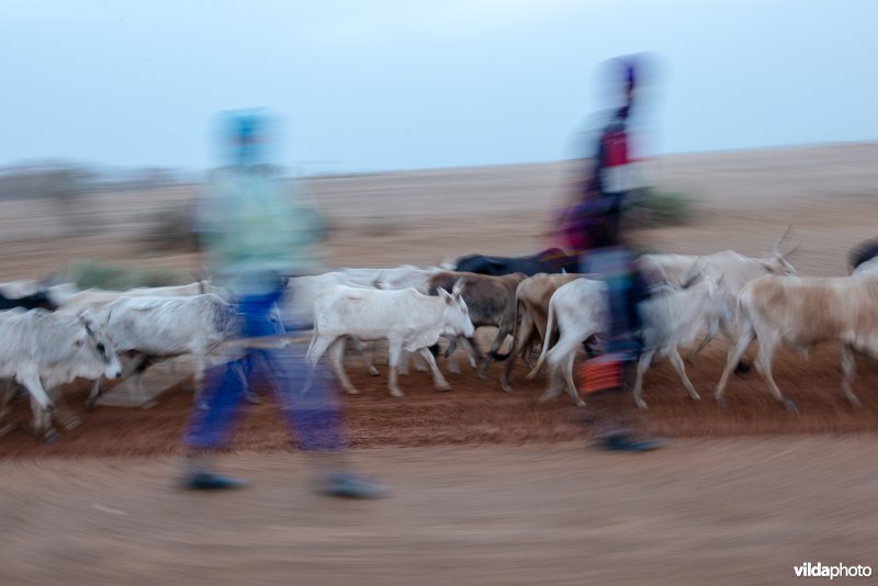 Herders met vee, Senegal