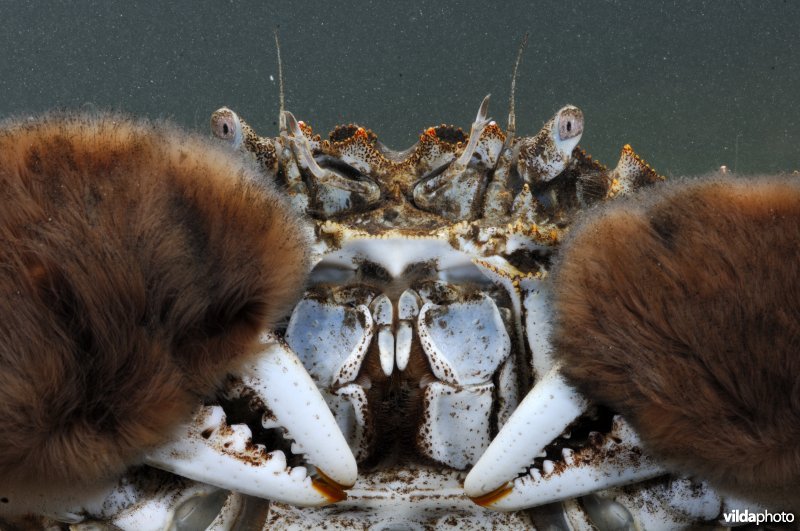 Close-up van een wolhandkrab