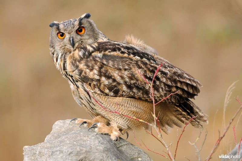 Oehoe in een steengroeve